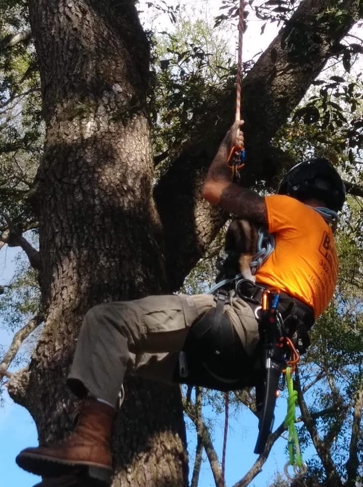 Arbor Care Experts: Tree Services in Belleview You Can Trust