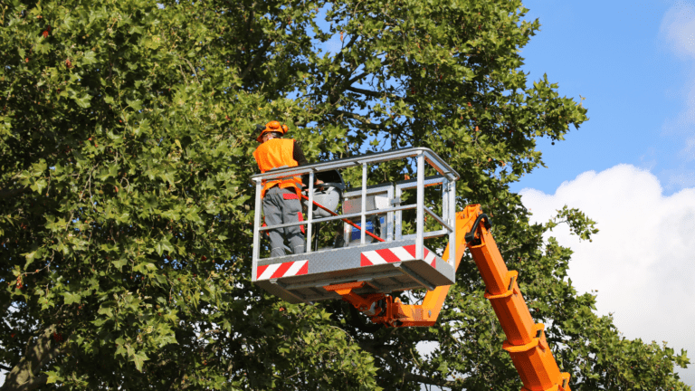The Environmental Benefits of Tree Services in Belleview