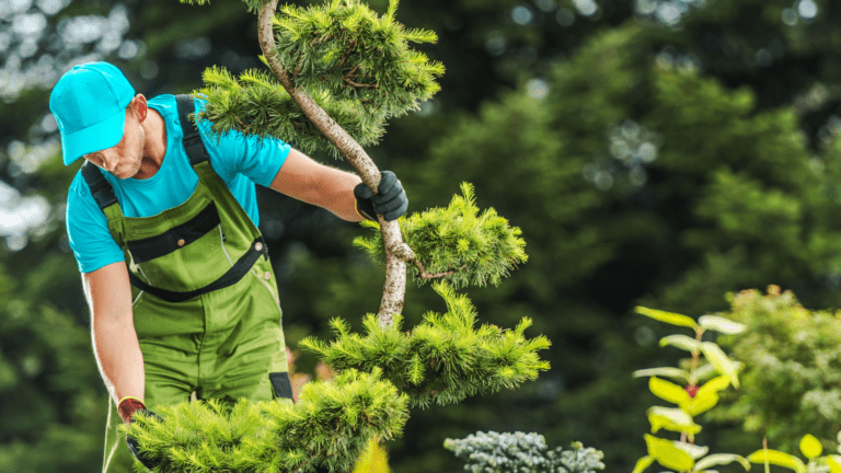 Enhancing Curb Appeal with Tree Services in Belleview